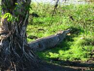 Australie krokodil Djoser