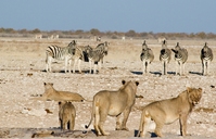 Etosha Namibië