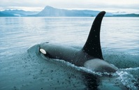 orca whal whatching tour british columbia canada Djoser 