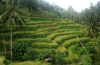 Rijst terras Ubud Bali Indonesie Djoser