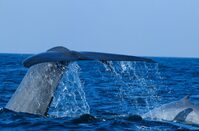 Walvis Sri Lanka