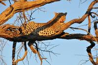 Luipaard in South Luangwa NP