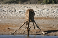 Etosha Park Namibie Djoser