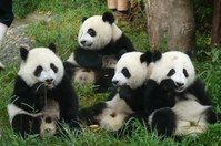 Reuzenpanda Chengdu China Groepsreis Junior