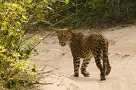 Panter Sri Lanka