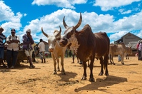 Zebu Madagascar