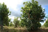 yerba mate boom Argentinië