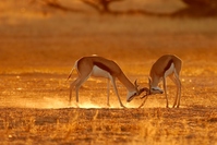 Springbok