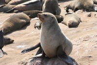 Zeeleeuw Cape Cross Namibië