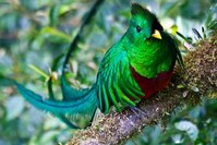 Quetzal Vogel Costa Rica djoser 