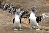 Isla de Plata Vogels Ecuador 