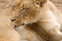 Leeuwin Tarangire nationaal park Tanzania Djoser