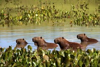 Capibaras Pantanal  Brazilië