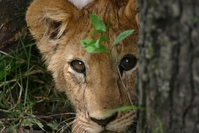 Leeuw welp Serengeti Tanzania Djoser