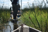 Okavangodelta Botswana Djoser