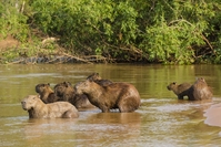 Brazilie Djoser Pantanal Capibara