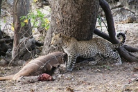 Cheeta Chobe nationaal park Botswana