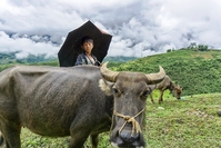 Waterbuffel in Vietnam