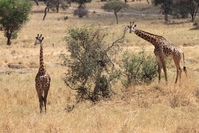 Tanzania giraffe