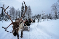 Rendierslee sneeuw Finland