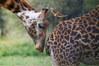 Giraffe Kissama nationaal park Angola