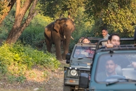 Olifant komt uit t bos achter de jeep Corbett