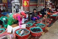 Vismarkt Busan Zuid-Korea