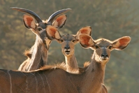 Kudus in nationaal park in Zuid-Afrika