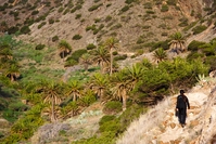 Vallei palmbomen La Gomera