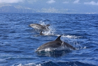 Dolfijnen spotten Azoren vanuit Horta Azoren Djoser