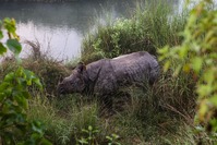 Neushoorn Chitwan Nepal