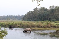 Neushoorns water Chitwan Nepal