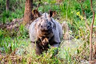 Neushoorn Chitwan Nepal