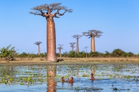 Baobabs spelende kinderen Madagascar