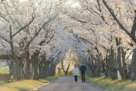 Kersenbloesem sakura Japan