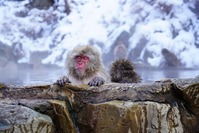Sneeuwapen Jigokudani Monkey Park Yamanouchi Nagano Japan