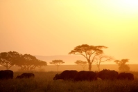 Tanzania Serengeti