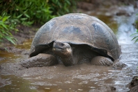 Tortoise, Galapagos, Ecuador