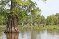 Swamptour Louisiana Verenigde Staten
