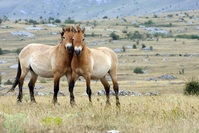 Przewalski paart Mongolië