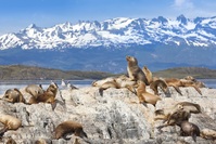 Zeeleeuwen Ushuaia Argentinië