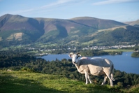 Schaap op heuvel met uitzicht meer Lake District Engeland Djoser