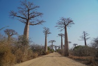 avenue de baobab