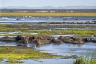 Hippos South Africa 