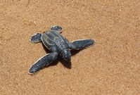 Galibi schildpad Suriname