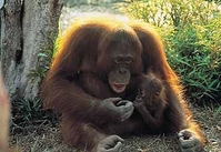 Orang-Oetans Sumatra 