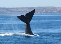 Walvis Pantagonie Argentinie