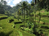 Reistvelden Ubud Indoenesie