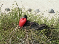 Fregatvogel Galapagos Ecuador Djoser