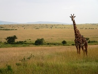 Kenia Masai Mara